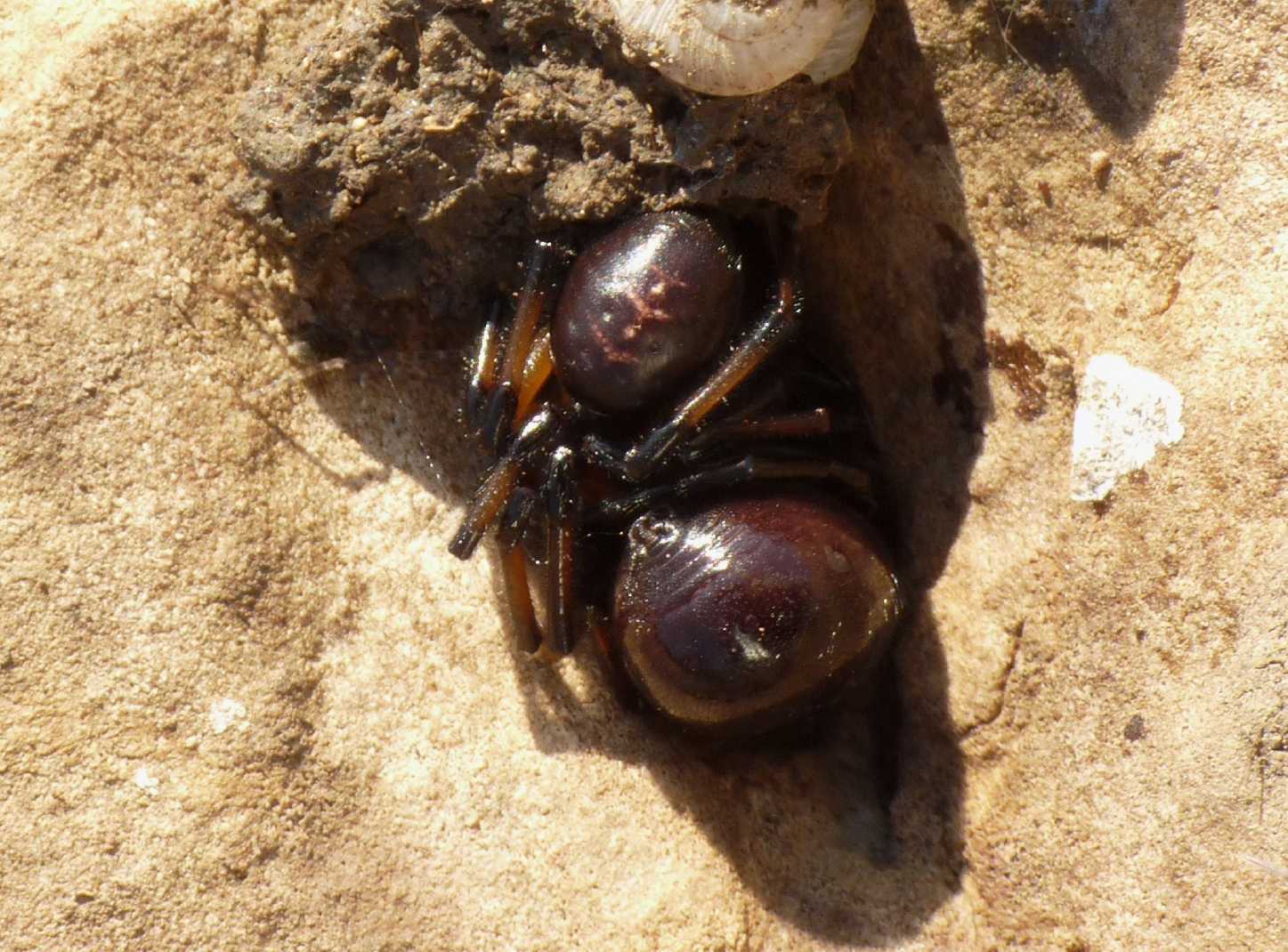 Coppia di Steatoda paykulliana